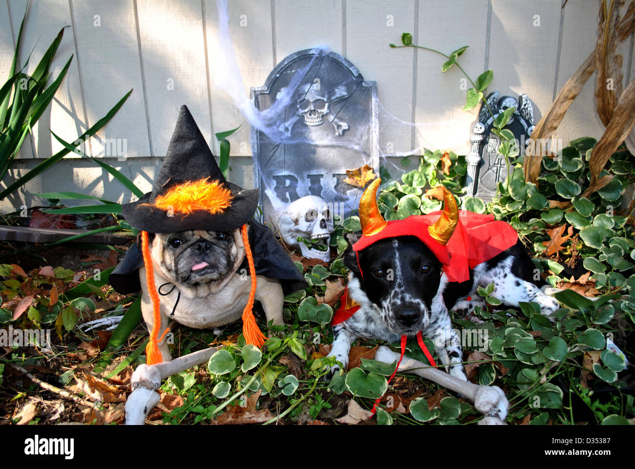 Cane costume di halloween immagini e fotografie stock ad alta risoluzione -  Alamy