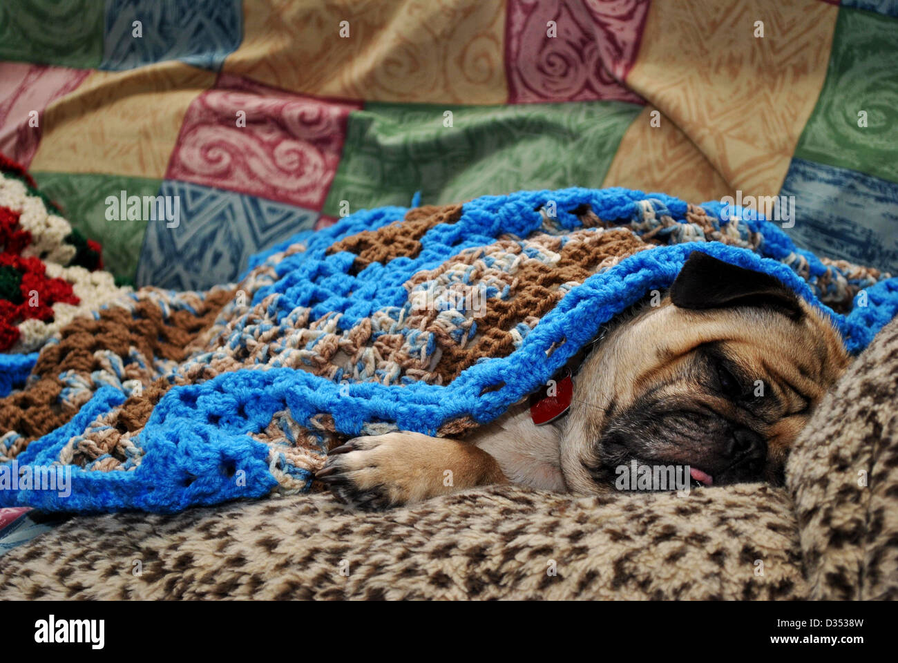 Assonnato pug rannicchiò fino in un mucchio di coperte calde, Foto Stock