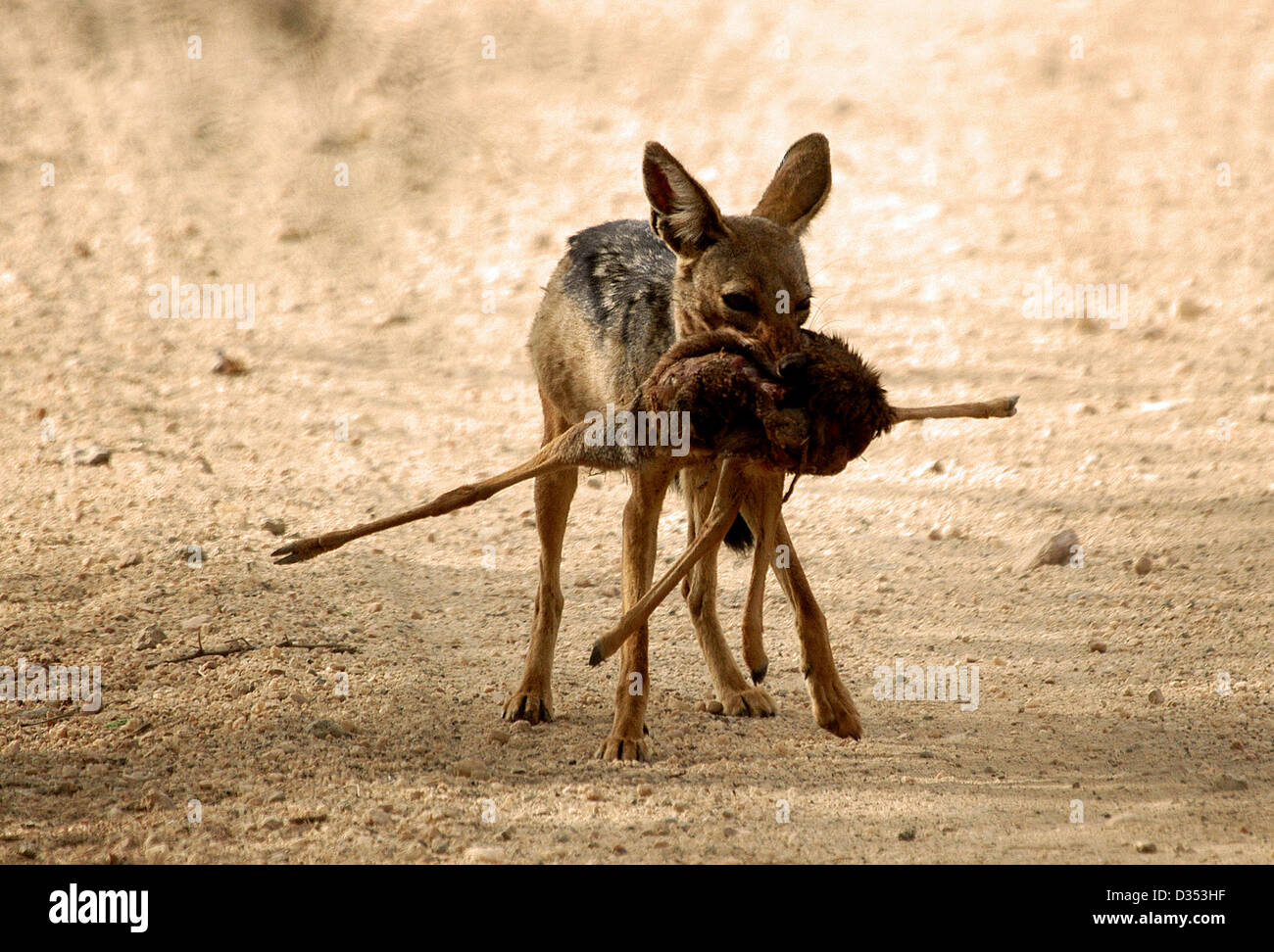 Black Backed Jackal con la preda, Tsavo West National Park, Kenya, Africa orientale. Foto Stock