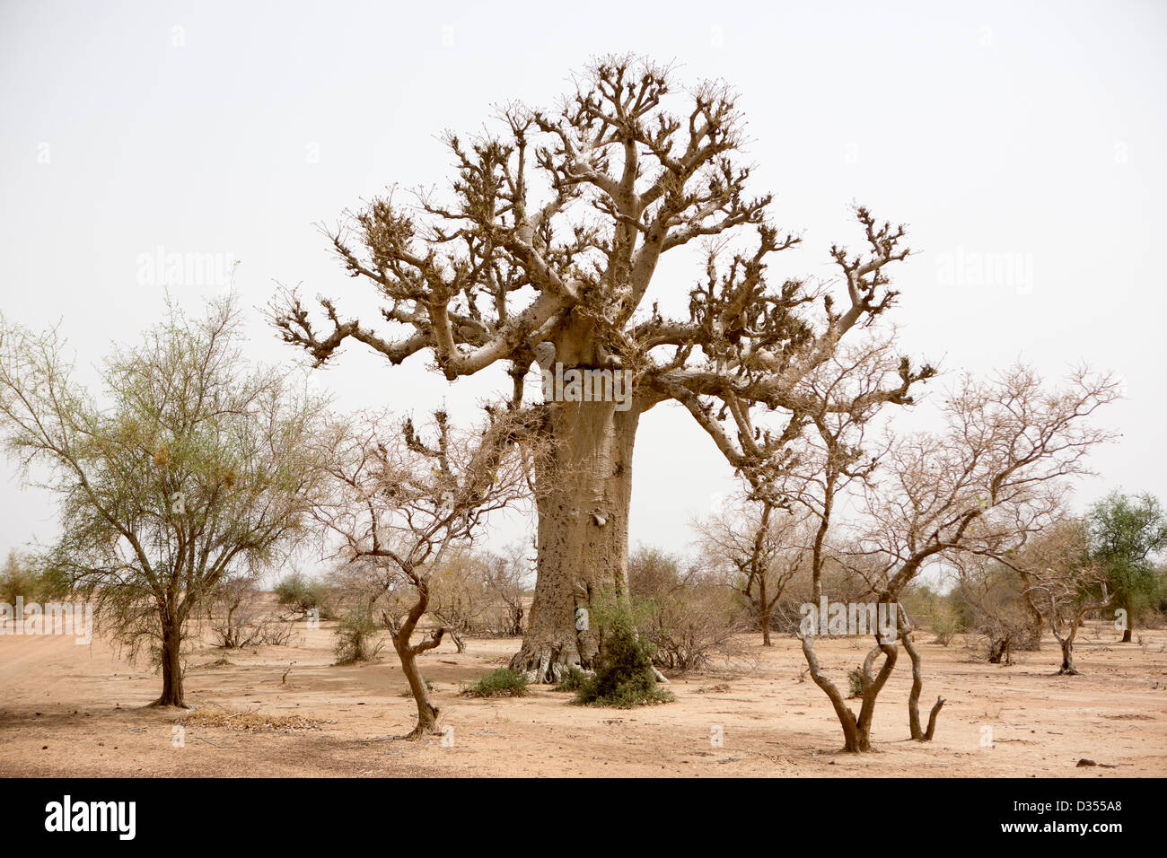 Barsalogho, Burkina Faso, Maggio 2012: Boabab albero in acqua calda e arida regione del Sahel. Foto Stock