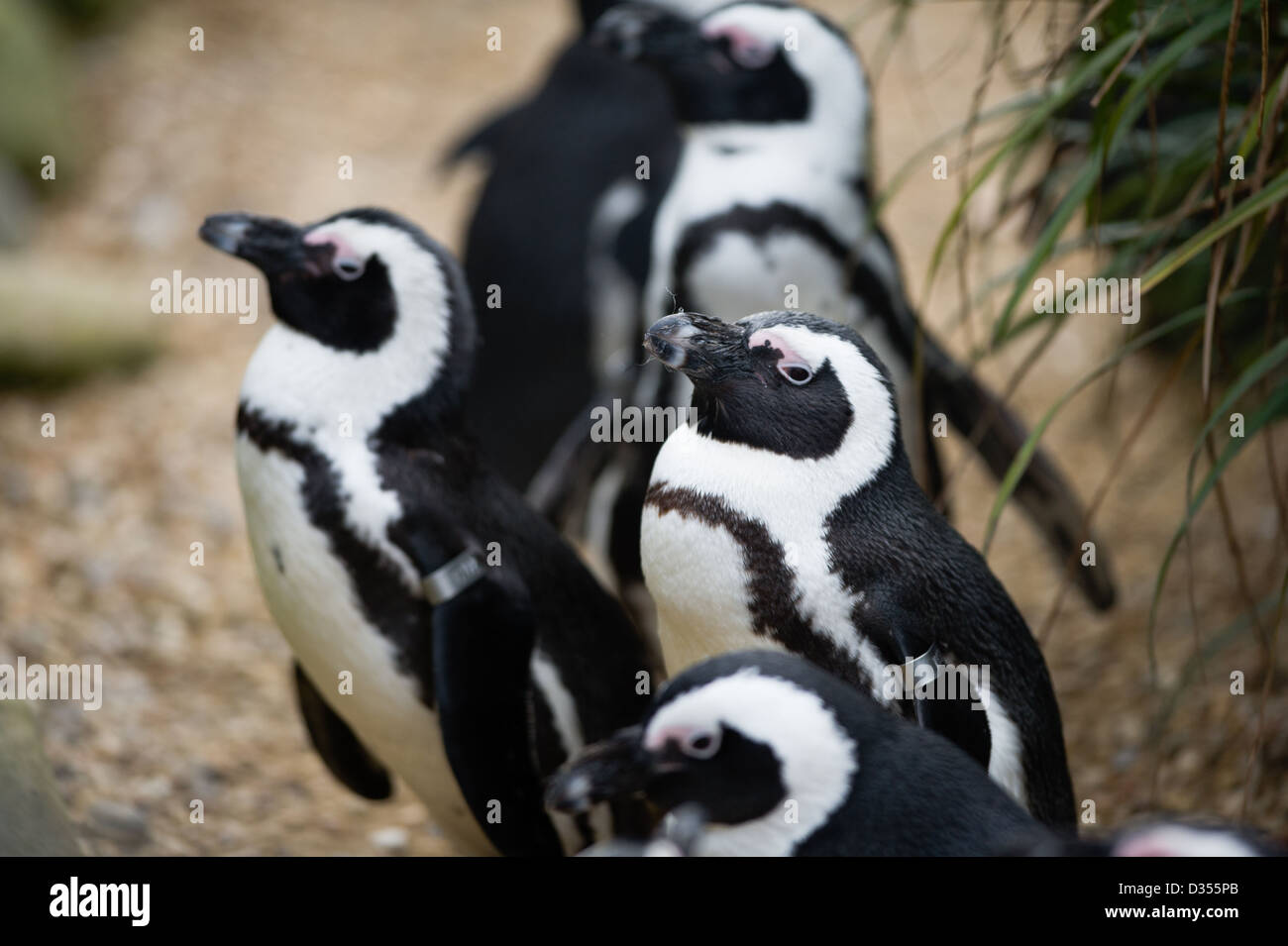 I Penguins africani (Sphensiscus demersus) Foto Stock