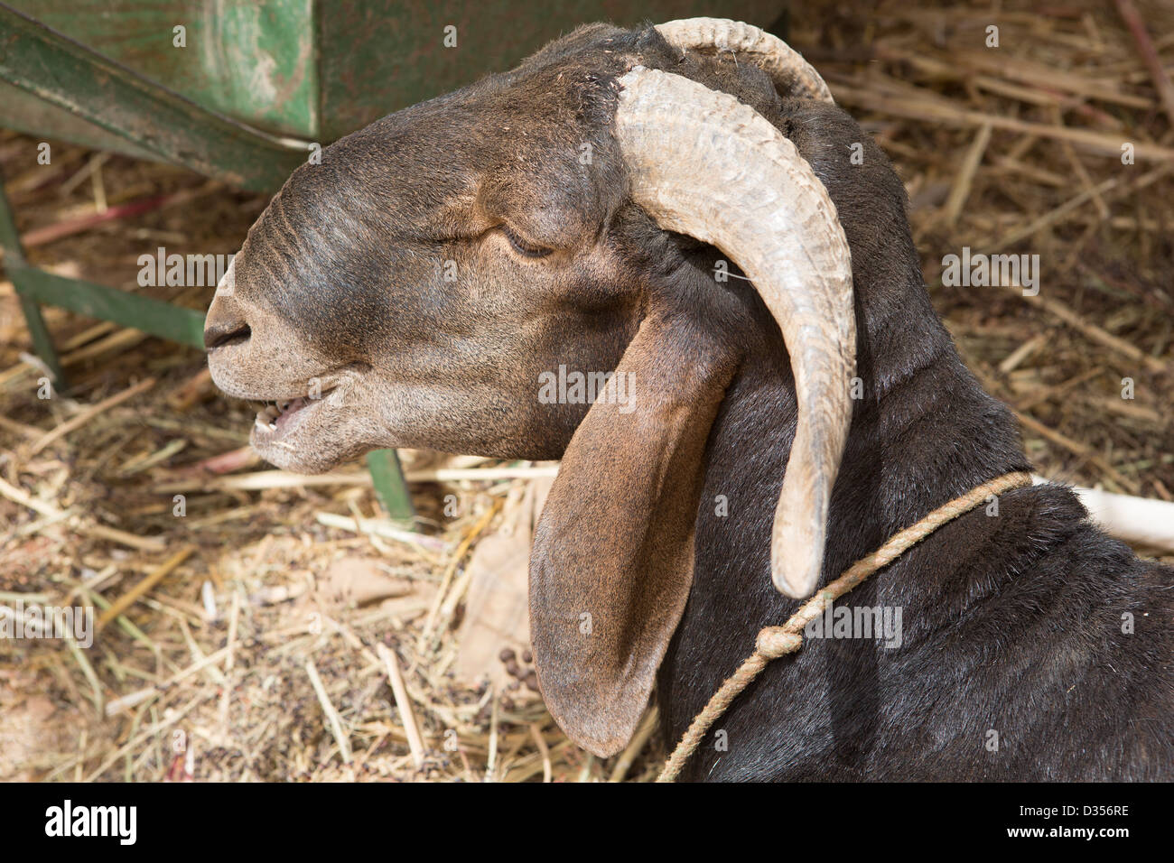 Barsalogho, Burkina Faso, Maggio 2012: pecore in un composto per uso domestico. Foto Stock