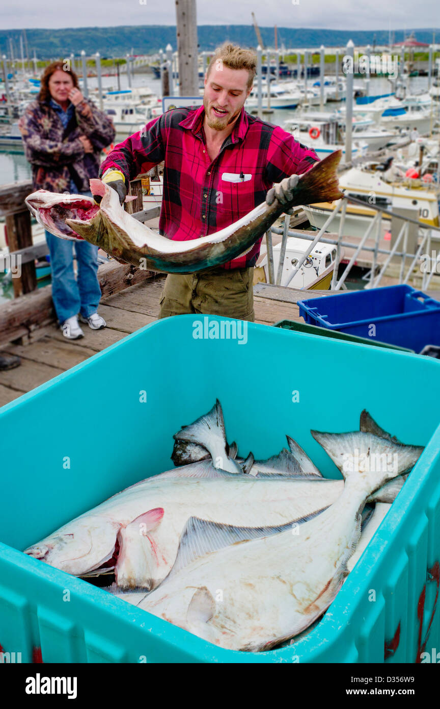 Pescatore commerciale che scaricano il pescato di ippoglosso nero in scomparti, Omero, Alaska, STATI UNITI D'AMERICA Foto Stock
