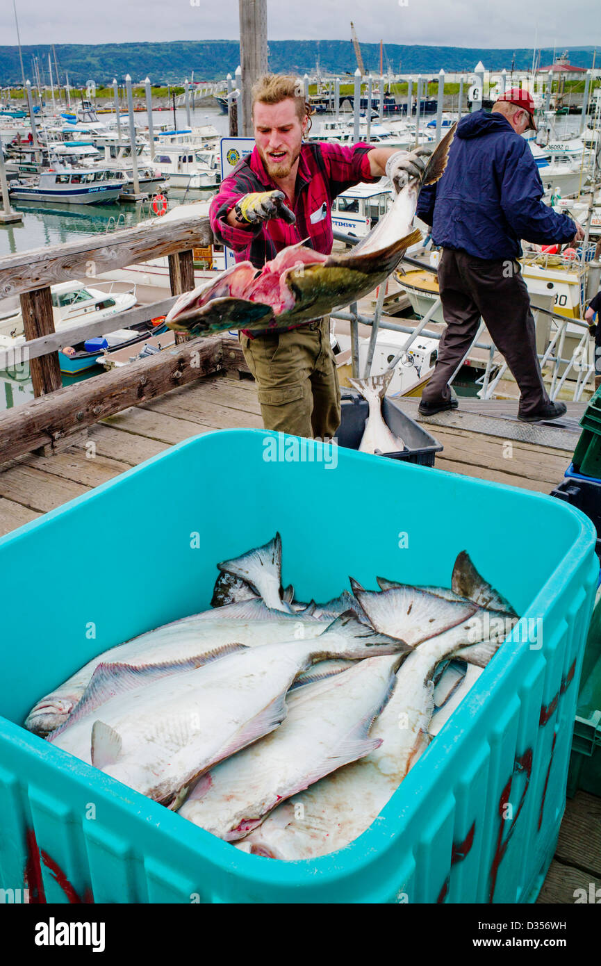 Pescatore commerciale che scaricano il pescato di ippoglosso nero in scomparti, Omero, Alaska, STATI UNITI D'AMERICA Foto Stock