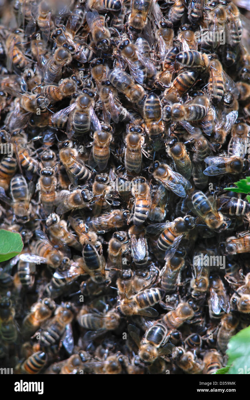 Uno sciame di api mellifere. Dorset, Regno Unito Maggio 2007 Foto Stock