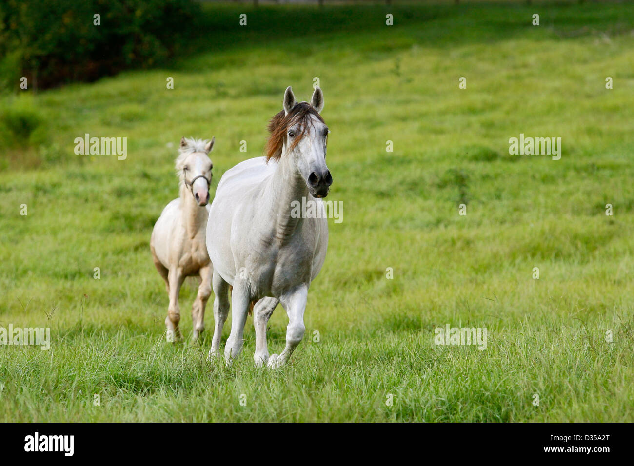 Andaluso grigio mare corre in pascolo perseguito da colt che non è il suo puledro. Foto Stock