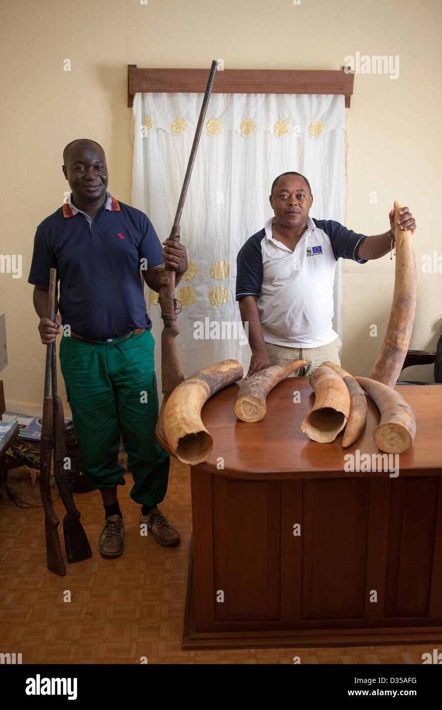 In Camerun, 24 Settembre 2012: Mounchara Georges (a destra), un ufficiale locale nel quartiere Lomie Dipartimento Forestale visualizza l'avorio confiscato dai bracconieri. Foto Stock