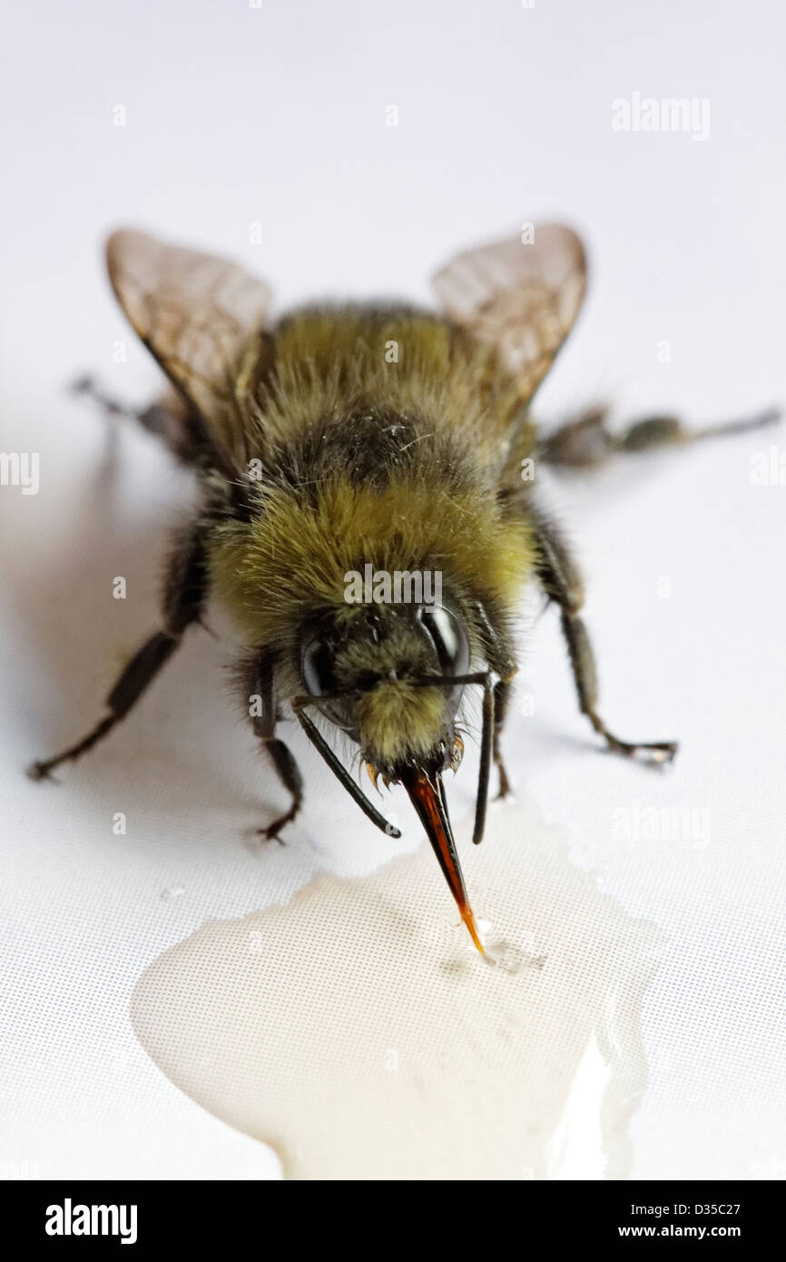 Salvato bumblebee avanzamento sul miele Foto Stock