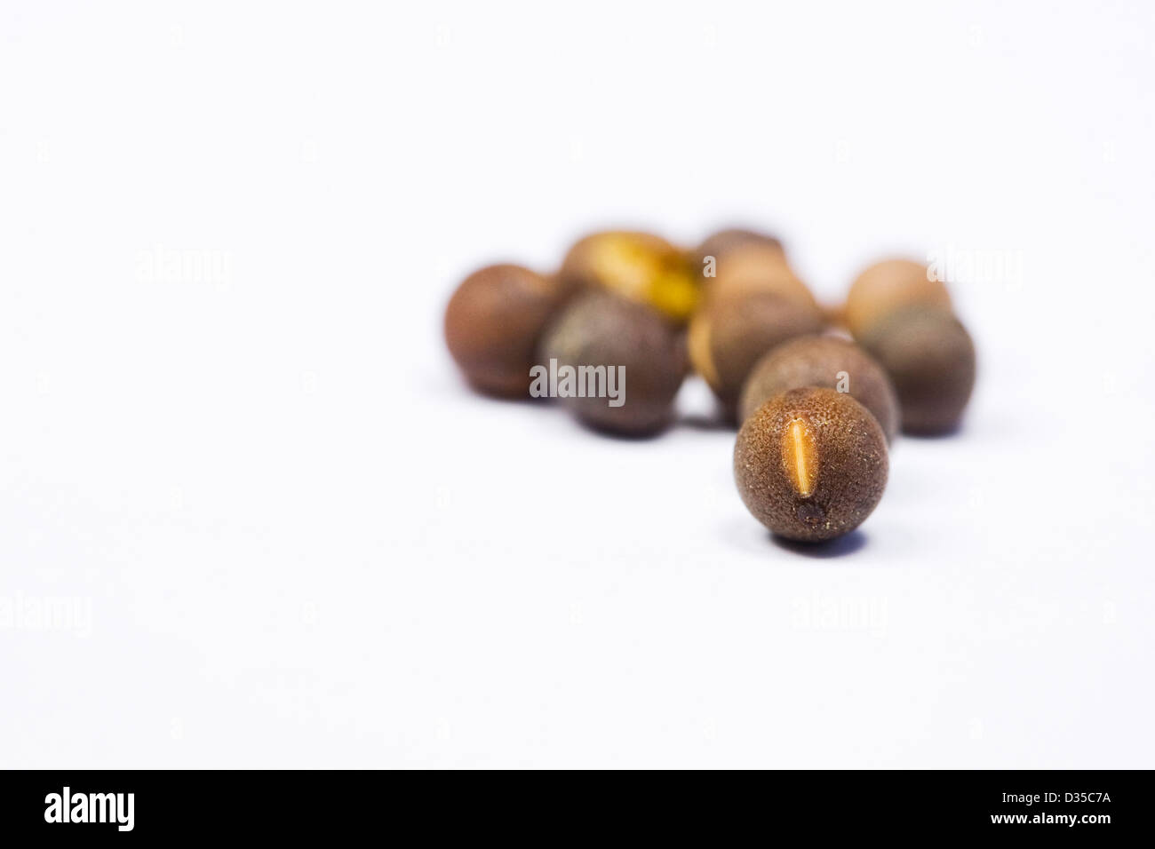 Lathyrus fragrantissima. Pisello dolce semi su uno sfondo bianco. Foto Stock