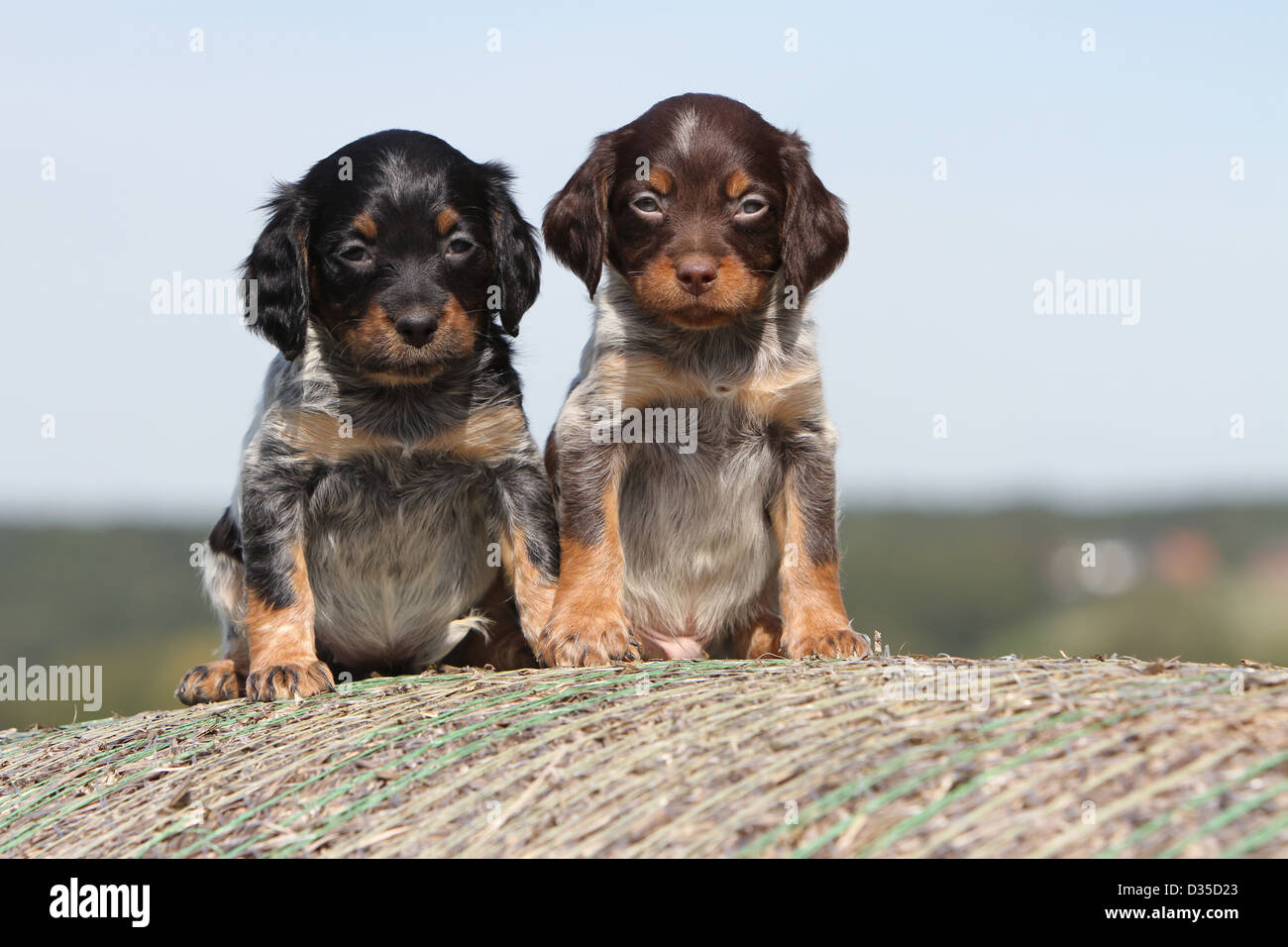Cane Epagneul Breton / Epagneul Breton cuccioli di due colori diversi  seduto sulla paglia Foto stock - Alamy