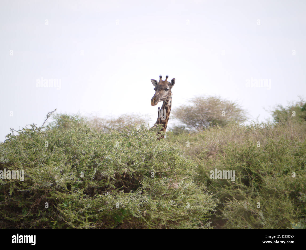 La giraffa peep look unico lonely bush ox pecker bird watching guarda curioso turista safari Serengeti curioso indipendente alto Foto Stock