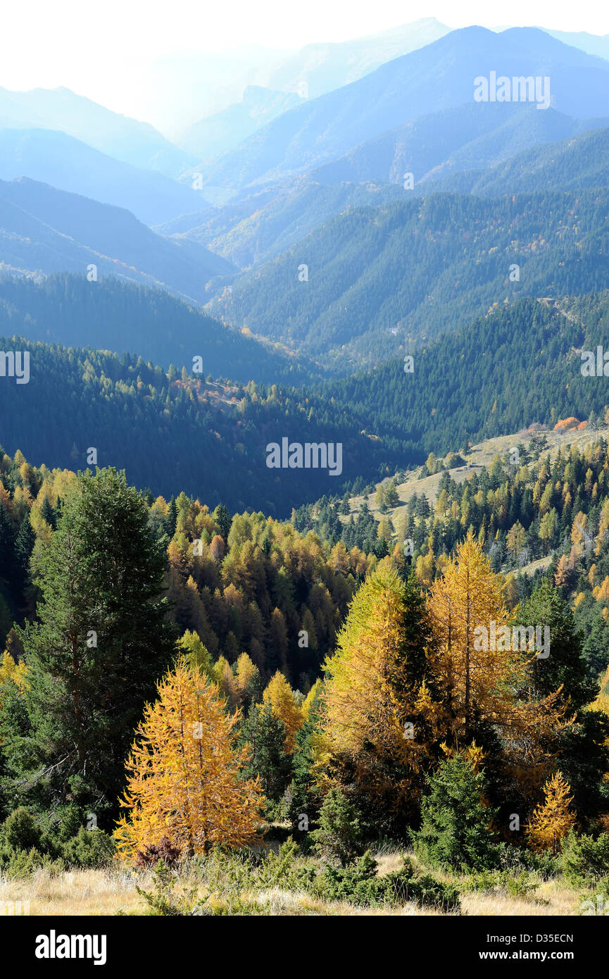 Parco nazionale del Mercantour durante il periodo autunnale, pini cambiando colore in montagna, Alpes Maritimes, Francia Foto Stock