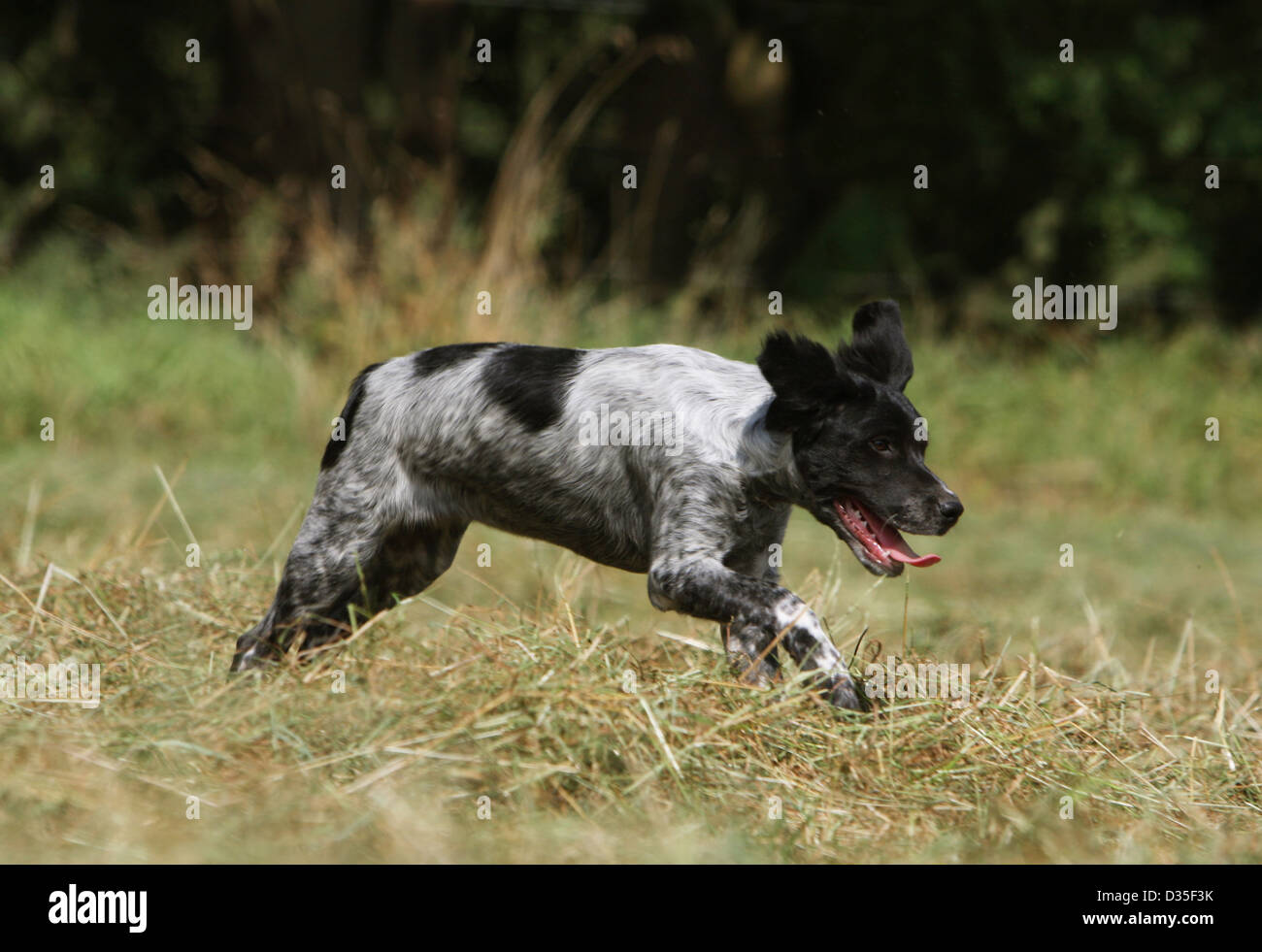 Cane Epagneul Breton / Epagneul Breton cucciolo (bianco e nero) in  esecuzione in un prato Foto stock - Alamy