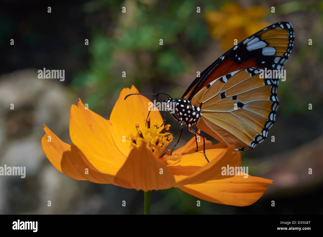 Comune di Tiger (Danaus genutia) siede su un impianto Foto Stock