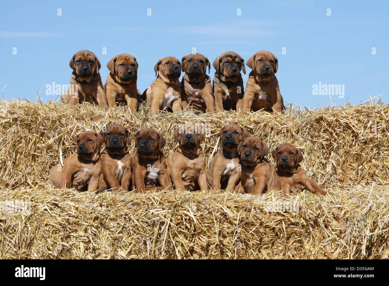 Cane Tosa inu giapponese / Mastiff tredici cuccioli seduti sulla paglia (full cucciolata di cuccioli) Foto Stock