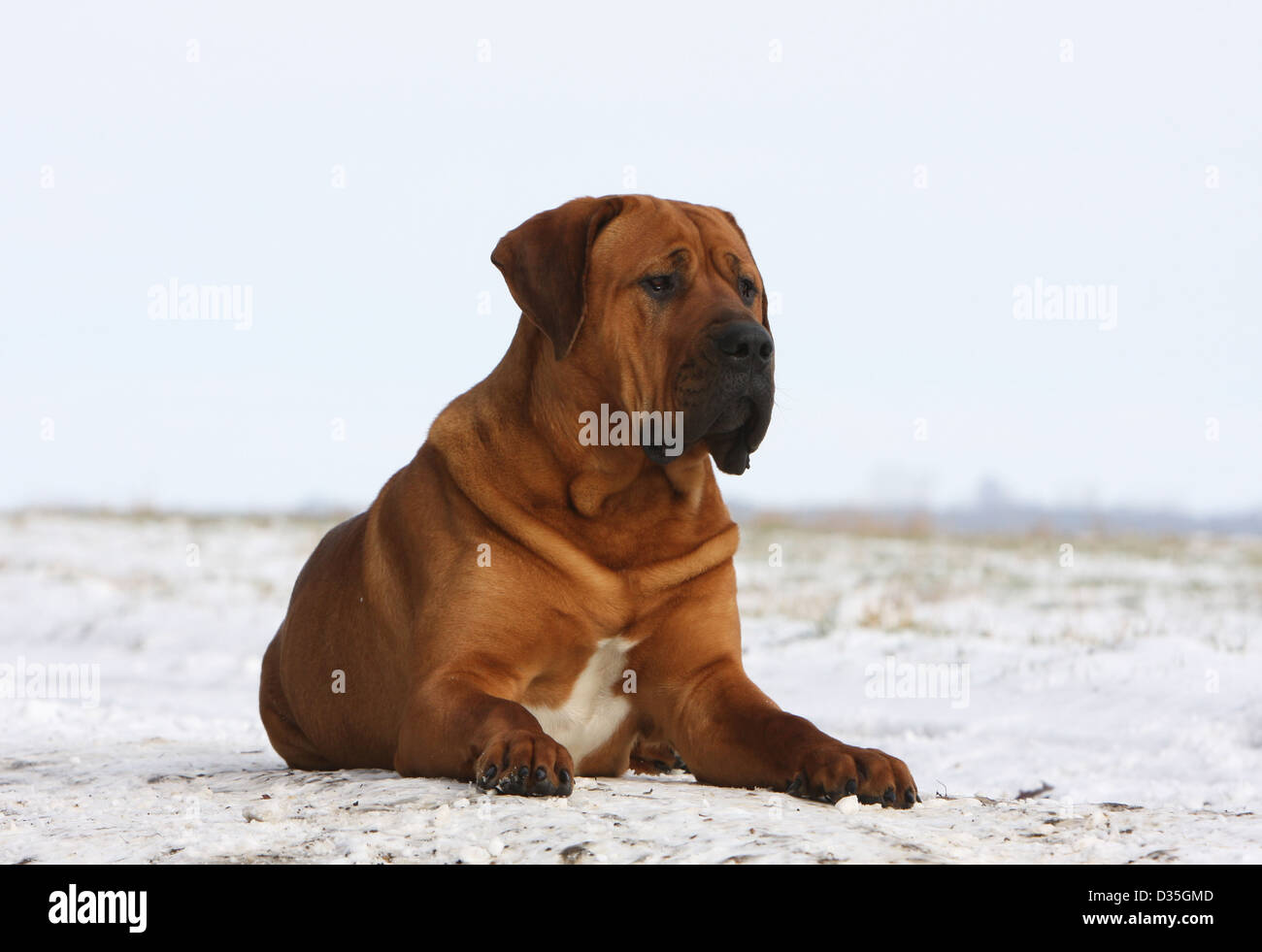 Cane Tosa inu giapponese / Mastiff adulto giacente nella neve Foto Stock
