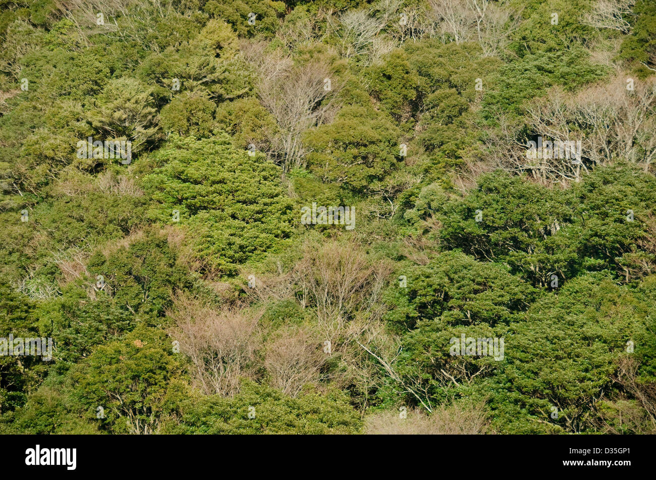 Montagna giapponese foresta come visto dal di sopra in inverno, Giappone Foto Stock