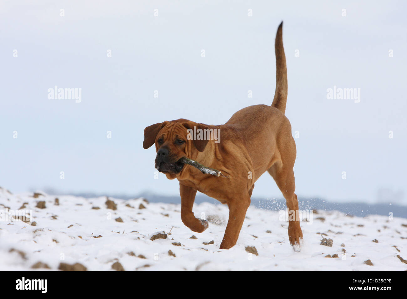 Cane Tosa inu giapponese / Mastiff adulto in esecuzione nella neve Foto Stock