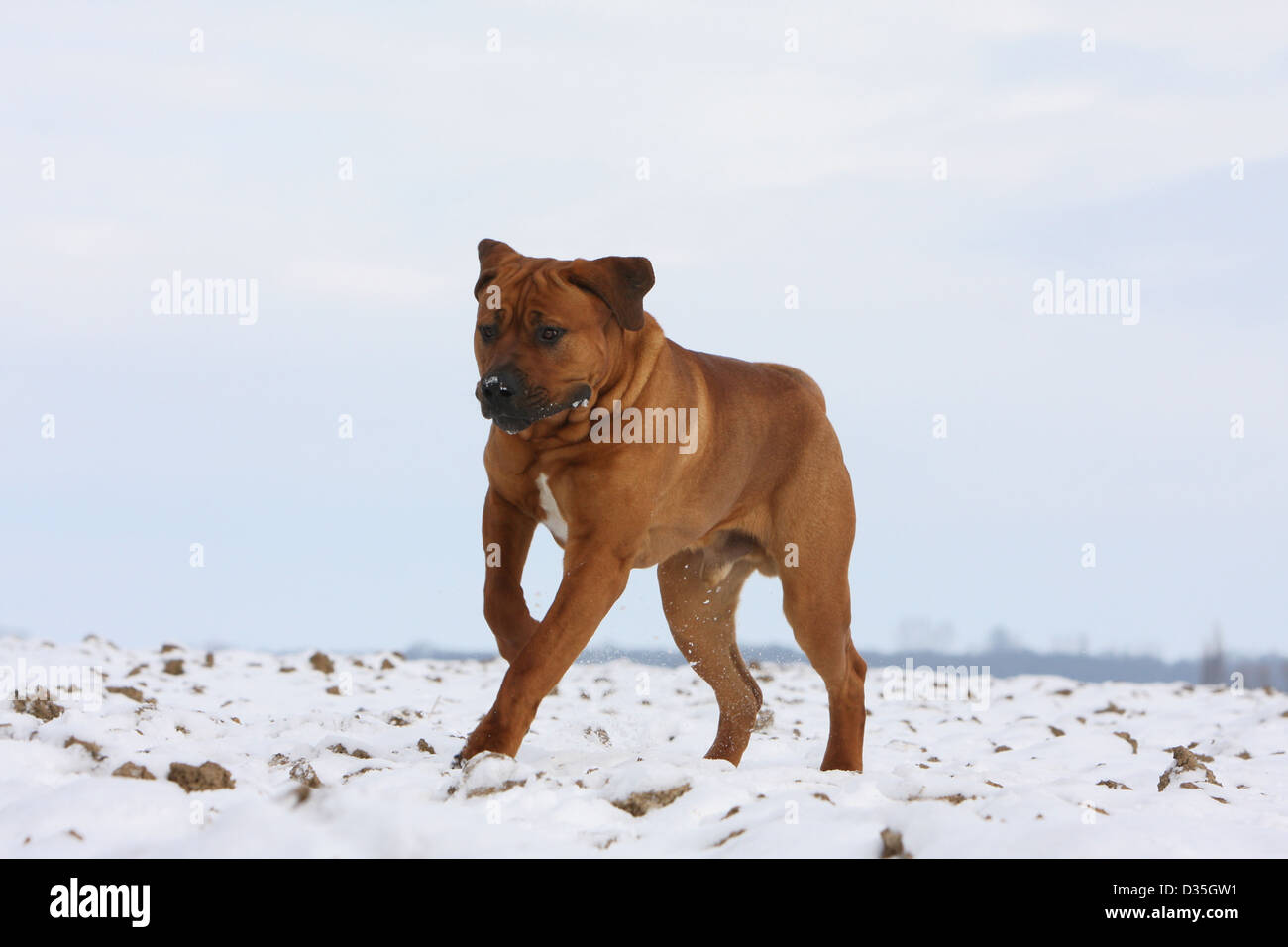 Cane Tosa inu giapponese / Mastiff adulto in esecuzione nella neve Foto Stock