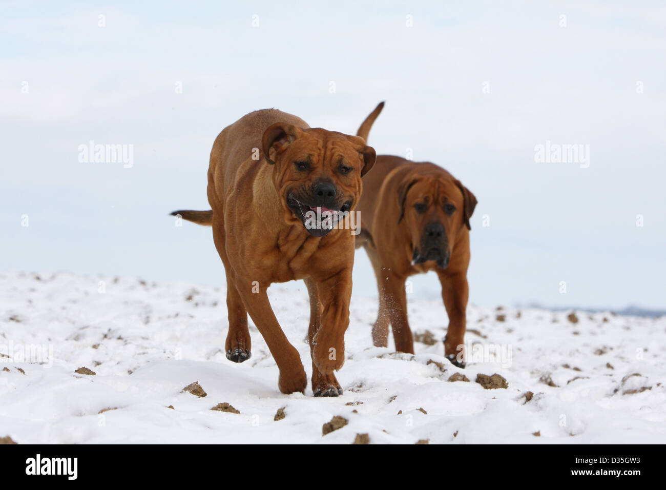Cane Tosa inu giapponese / Mastiff due adulti in esecuzione nella neve Foto Stock