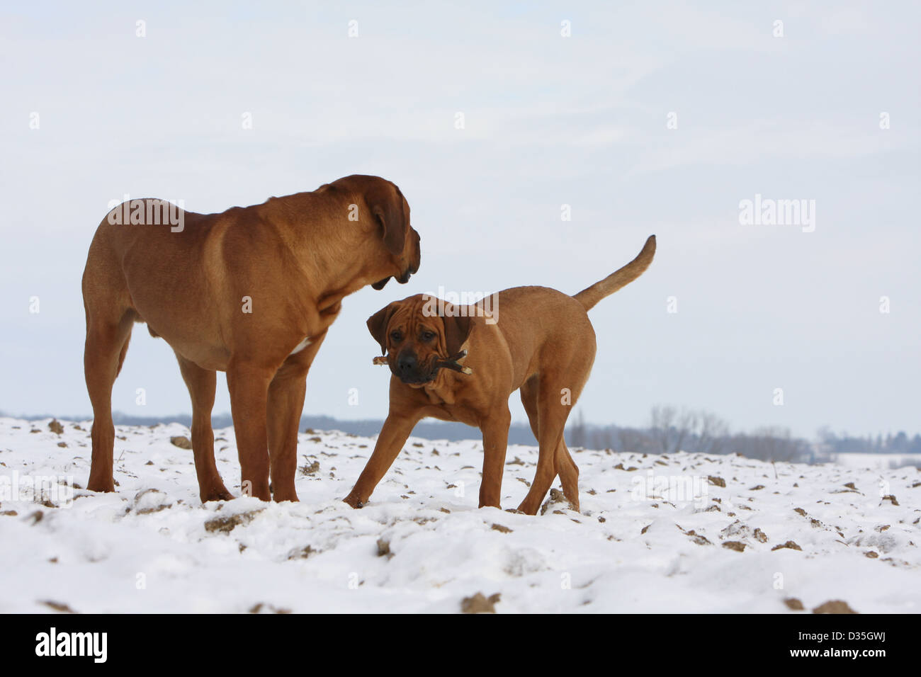 Cane Tosa inu giapponese / Mastiff due adulti riuniti nella neve Foto Stock