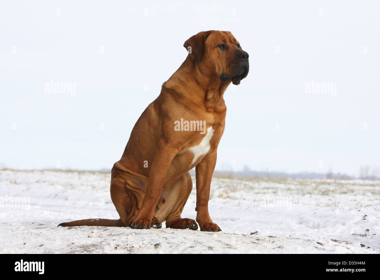 Cane Tosa inu giapponese / Mastiff adulto seduto nella neve Foto Stock