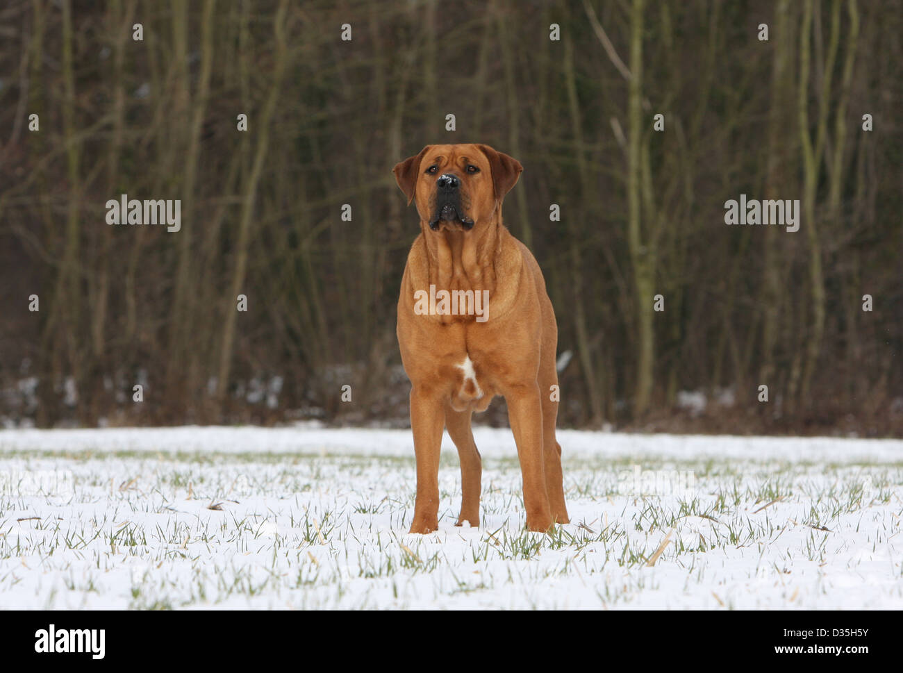 Cane Tosa inu giapponese / Mastiff adulto in piedi nella neve Foto Stock