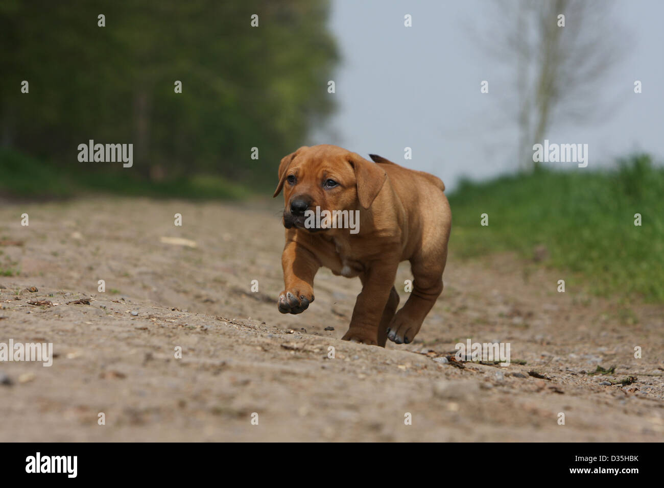 Cane Tosa inu giapponese / Mastiff puppy in esecuzione sul terreno Foto Stock