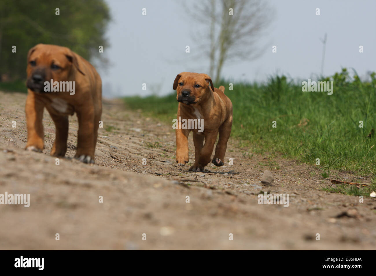 Cane Tosa inu giapponese / Mastiff due cuccioli camminando sulla terra Foto Stock