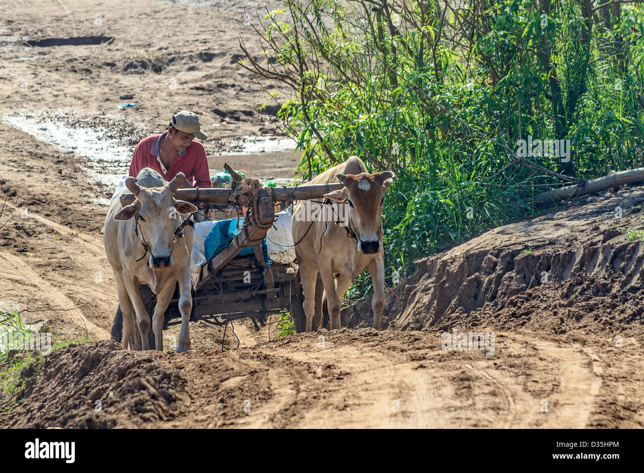 Ox carri sono comuni per il trasporto e il carico di traino su Koh Trong Island attraverso il Fiume Mekong da Kratie, Cambogia. Foto Stock