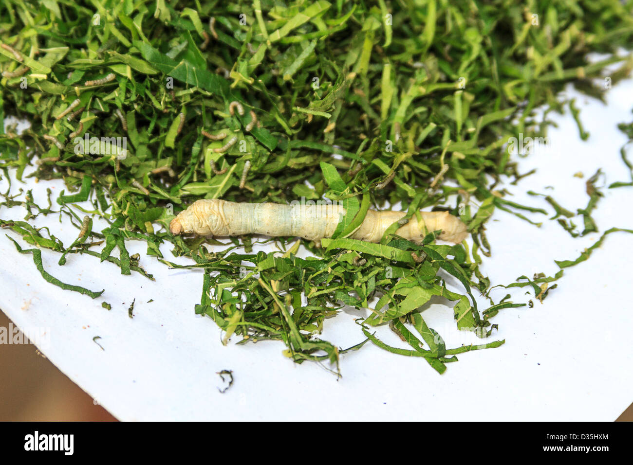 I vecchi worm di seta mangia il suo modo attraverso shreaded foglie di gelso in una fattoria di seta al di fuori di Kompong Thom, Cambogia. Foto Stock