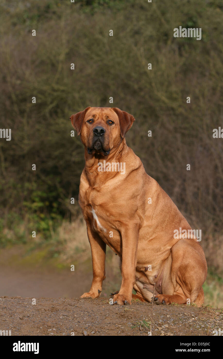 Cane Tosa inu giapponese / Mastiff adulto seduto in un legno Foto Stock
