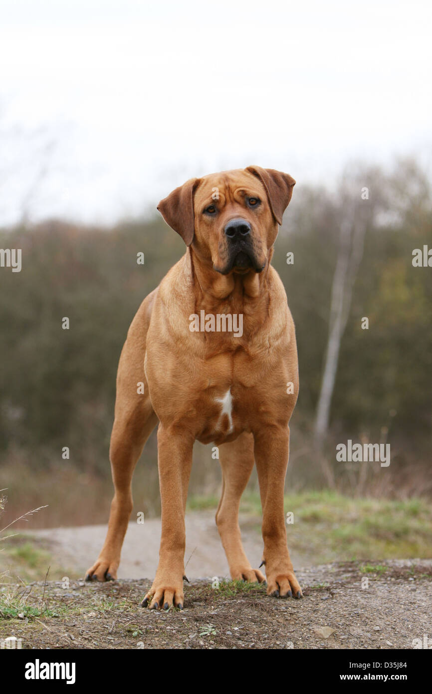 Cane Tosa inu giapponese / Mastiff adulto in piedi sul suolo Foto Stock
