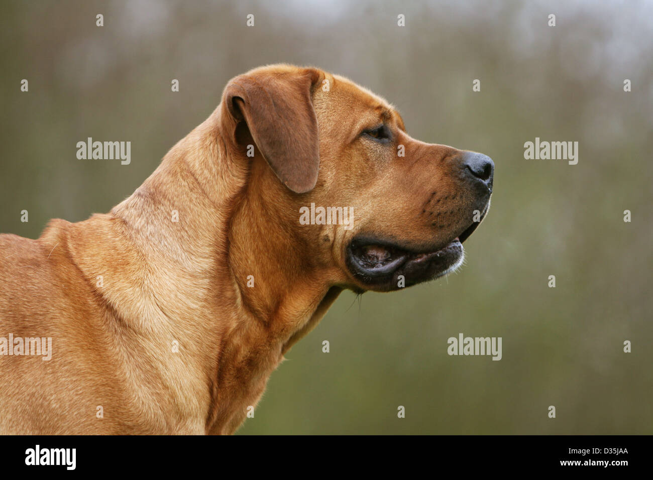 Cane Tosa inu giapponese / Mastiff adulto ritratto Foto Stock