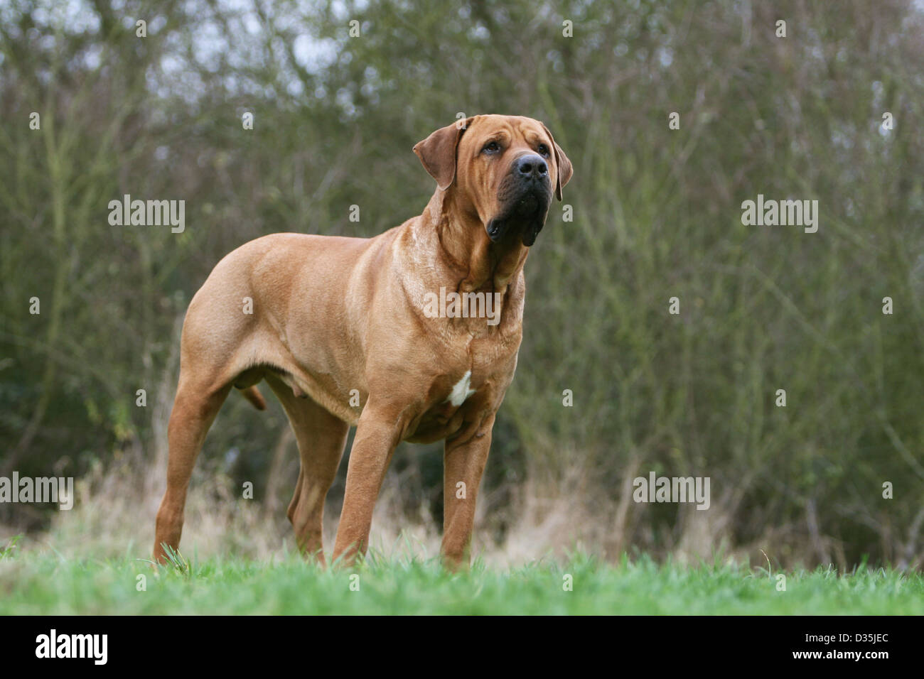 Cane Tosa inu giapponese / Mastiff adulto in piedi in un prato Foto Stock