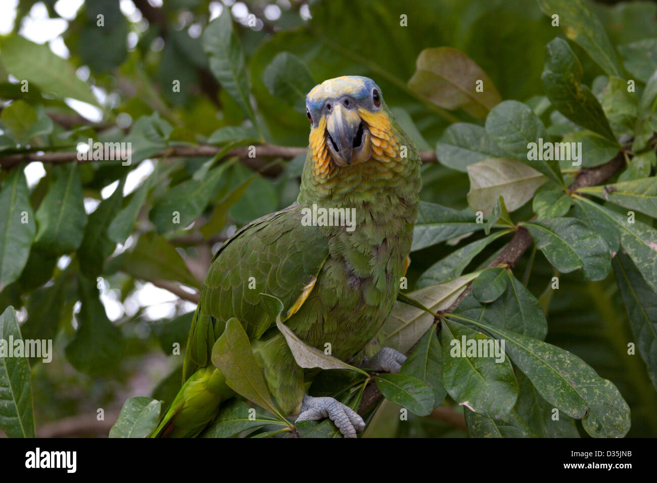 Pappagallo verde lorro piume di uccelli giungla Perù Foto Stock