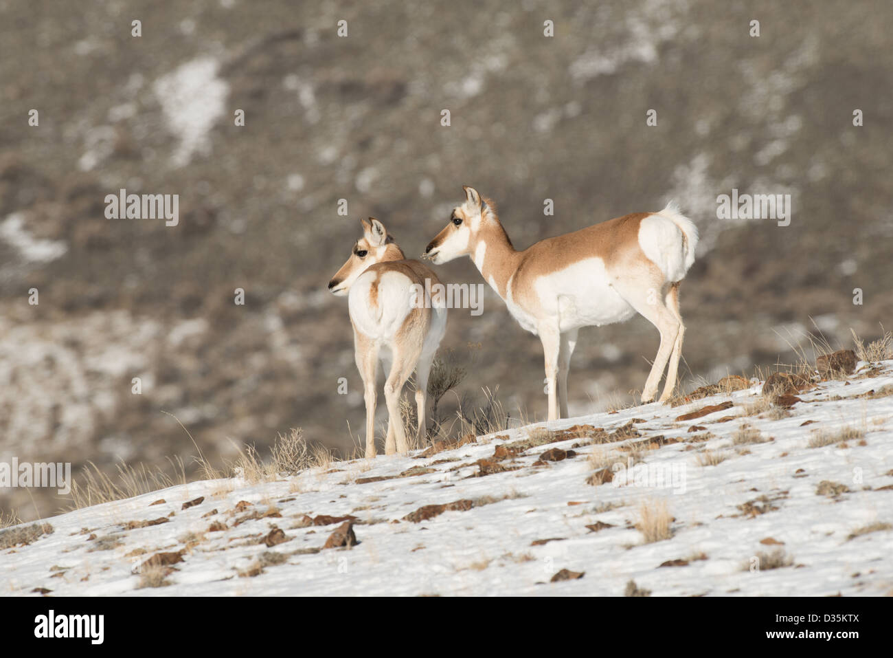 Stock Foto di due pronghorn non sta in piedi su una collina innevate. Foto Stock