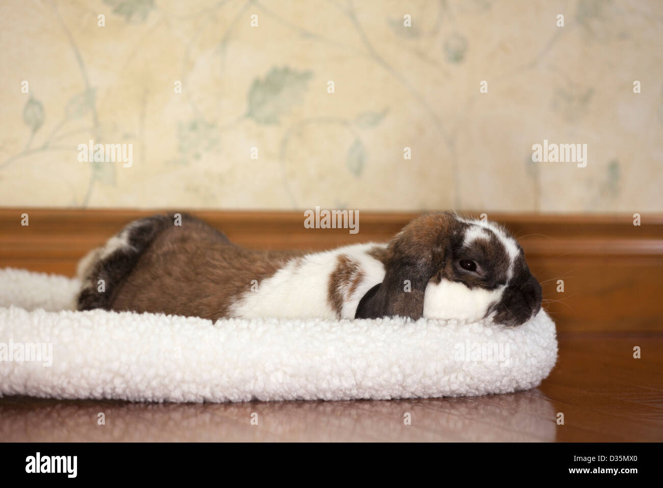 Holland lop coniglio pet dormire nel suo letto di vello in una camera di hotel Foto Stock