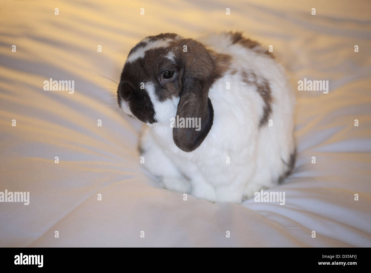Holland lop pet rabbit seduta sul letto in una stanza di un hotel Foto Stock