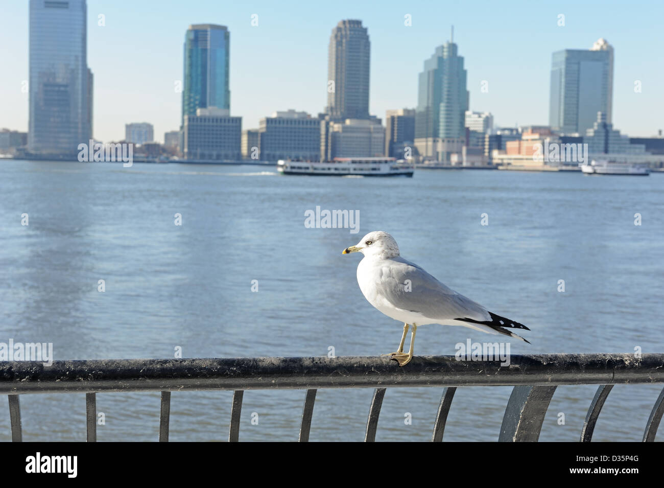 Un gabbiano sul Battery Park City esplanade con Jersey City e il fiume Hudson in background. Foto Stock