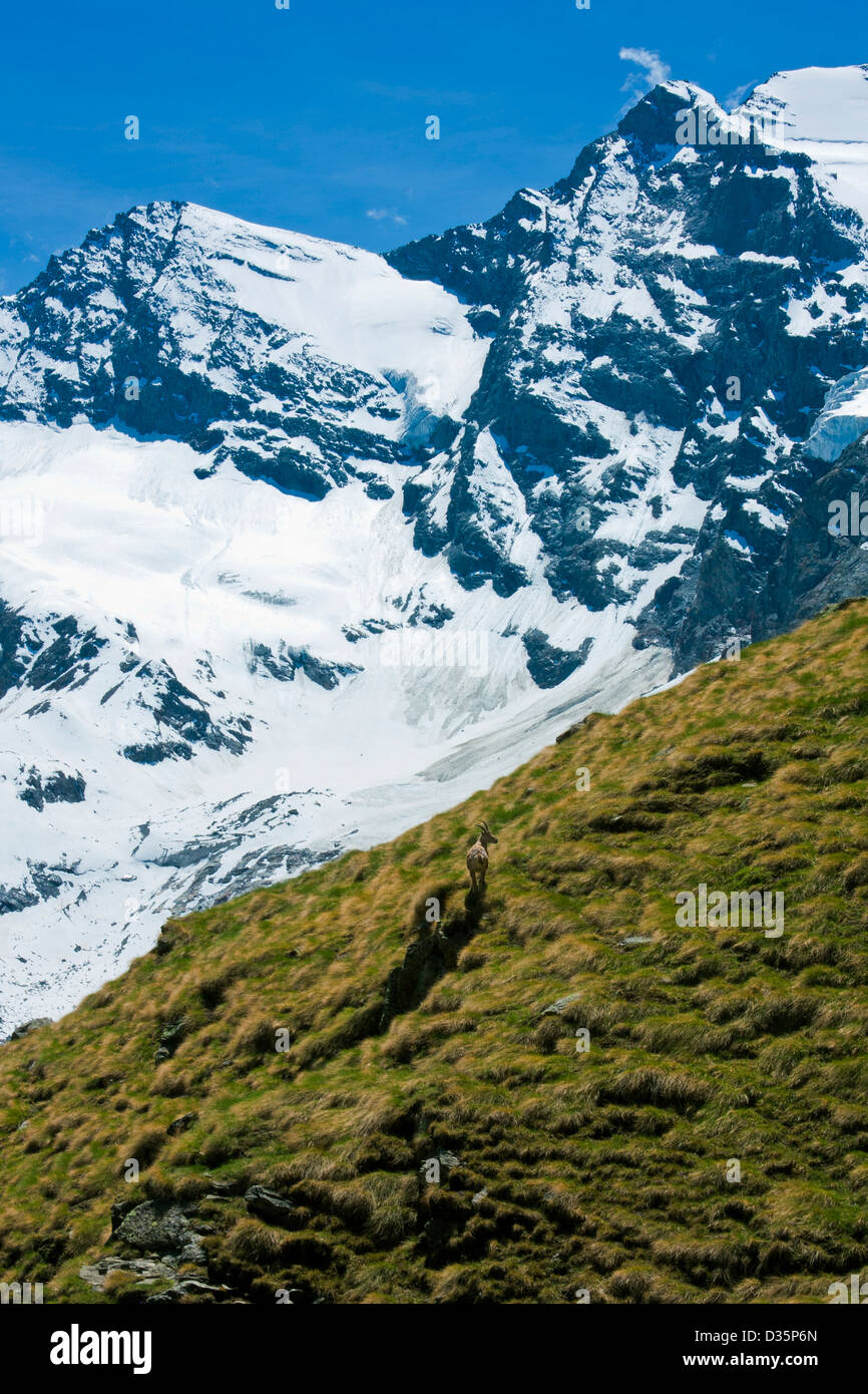 Daini nel Parco Nazionale del Gran Paradiso, Graian Alps, Italia Foto Stock