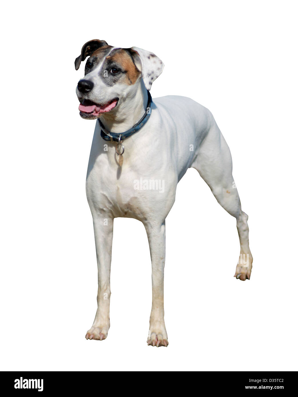Un sano cane con la lingua di fuori isolati su sfondo bianco. Foto Stock
