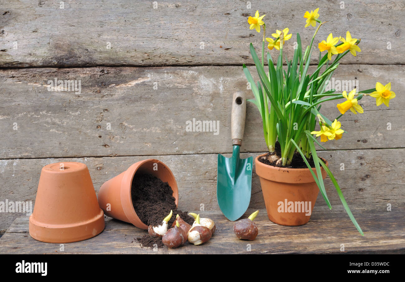 Narciso e bulbi di tulipani in una pentola ribaltata sul pannello di legno Foto Stock