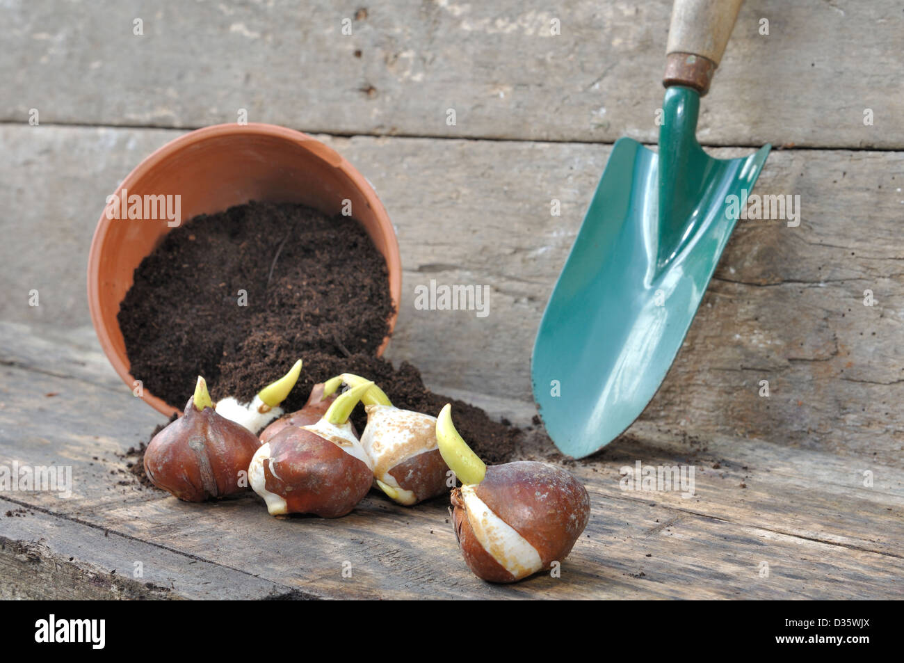 La germinazione dei bulbi di tulipani in una pentola di invasatura suolo ribaltato con un dibble Foto Stock