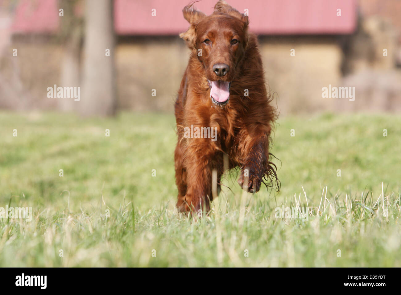 Cane Setter Irlandese / Rosso Setter adulto in esecuzione in un prato Foto Stock