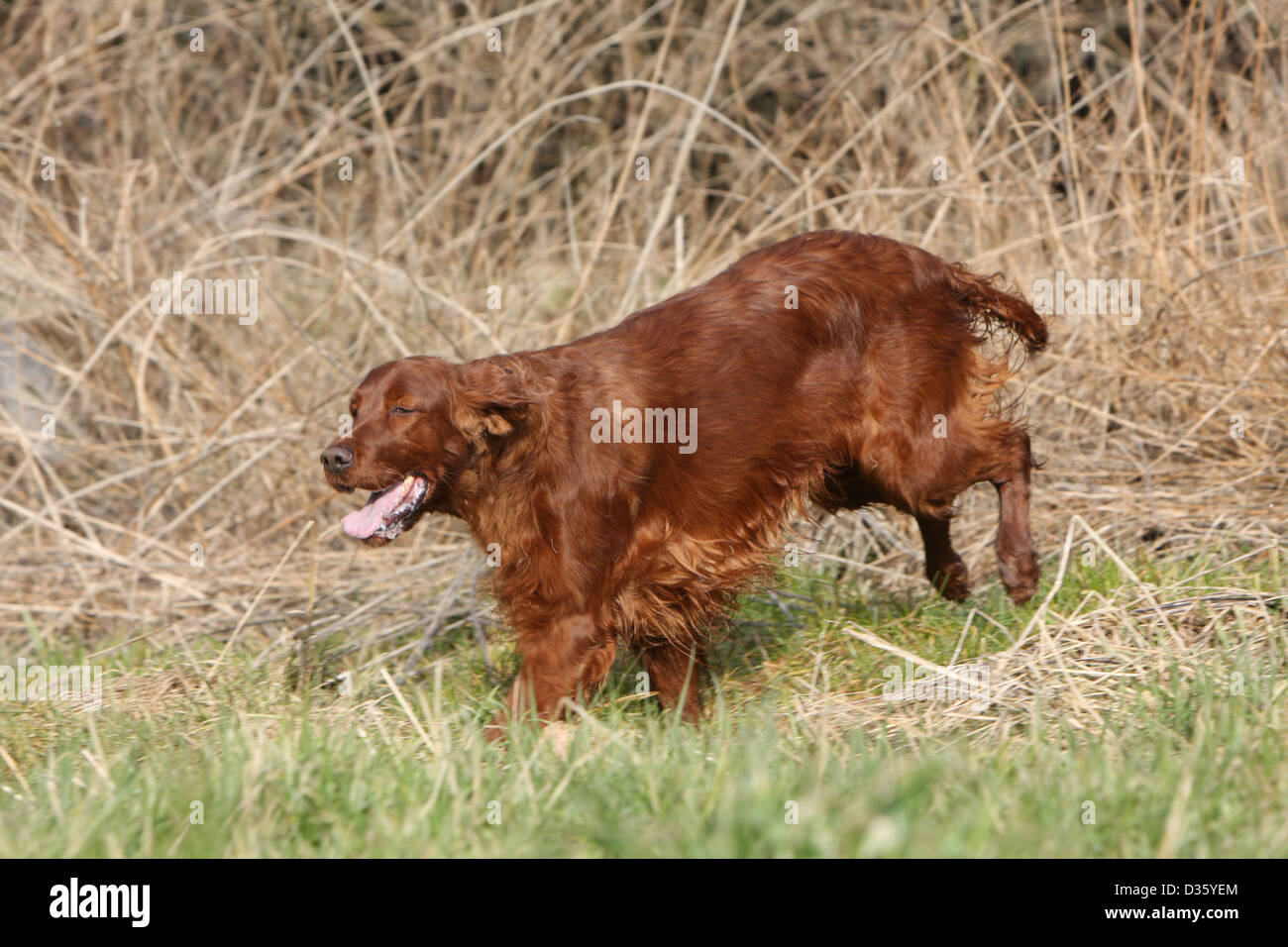 Cane Setter Irlandese / Rosso Setter adulto in esecuzione in un prato Foto Stock