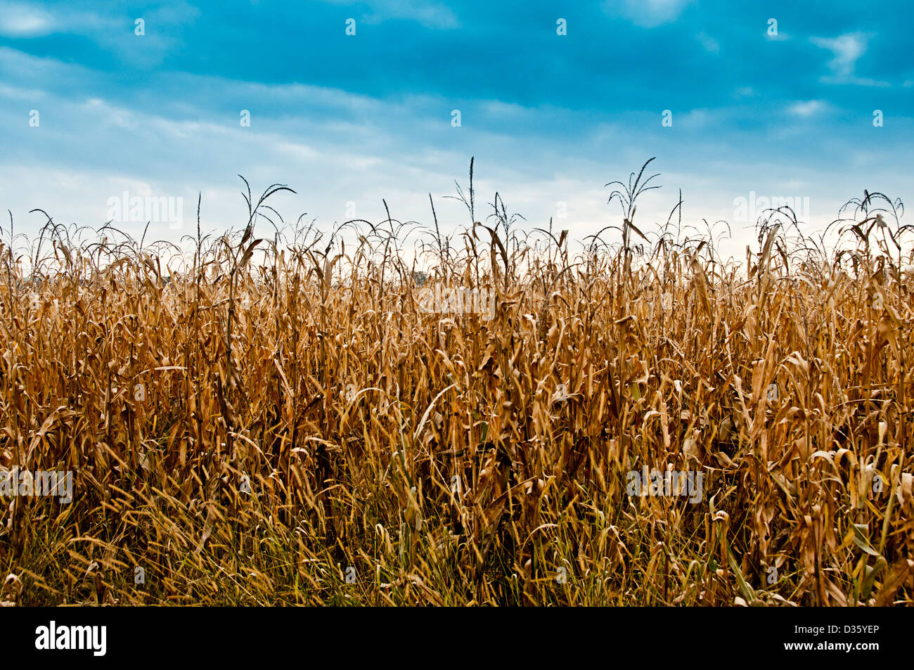 Campo di grano maturo Foto Stock