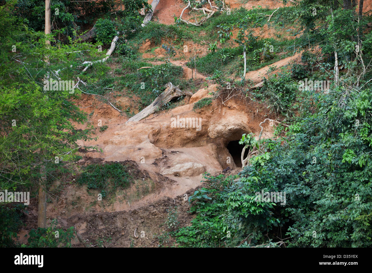 CONGO, 26 sett 2012: Un elefante di sale-leccare sul fiume Dja. Foresta di elefanti vieni qui regolarmente per ottenere i minerali di cui hanno bisogno per supplemento loro dieta. Foto Stock