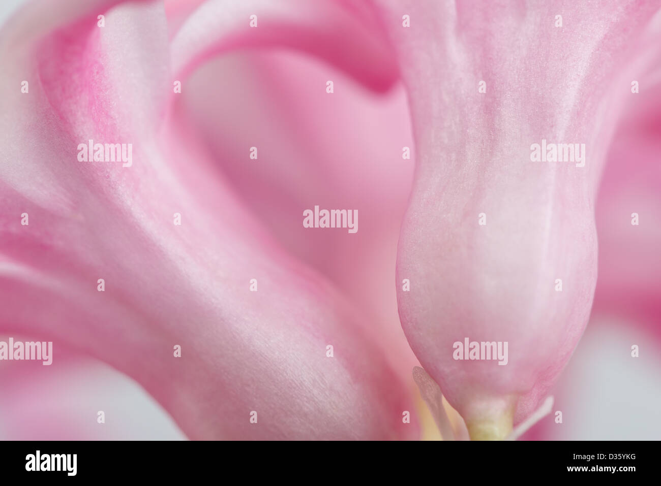 Chiudere i dettagli di petali di giacinto un fiore di primavera Foto Stock