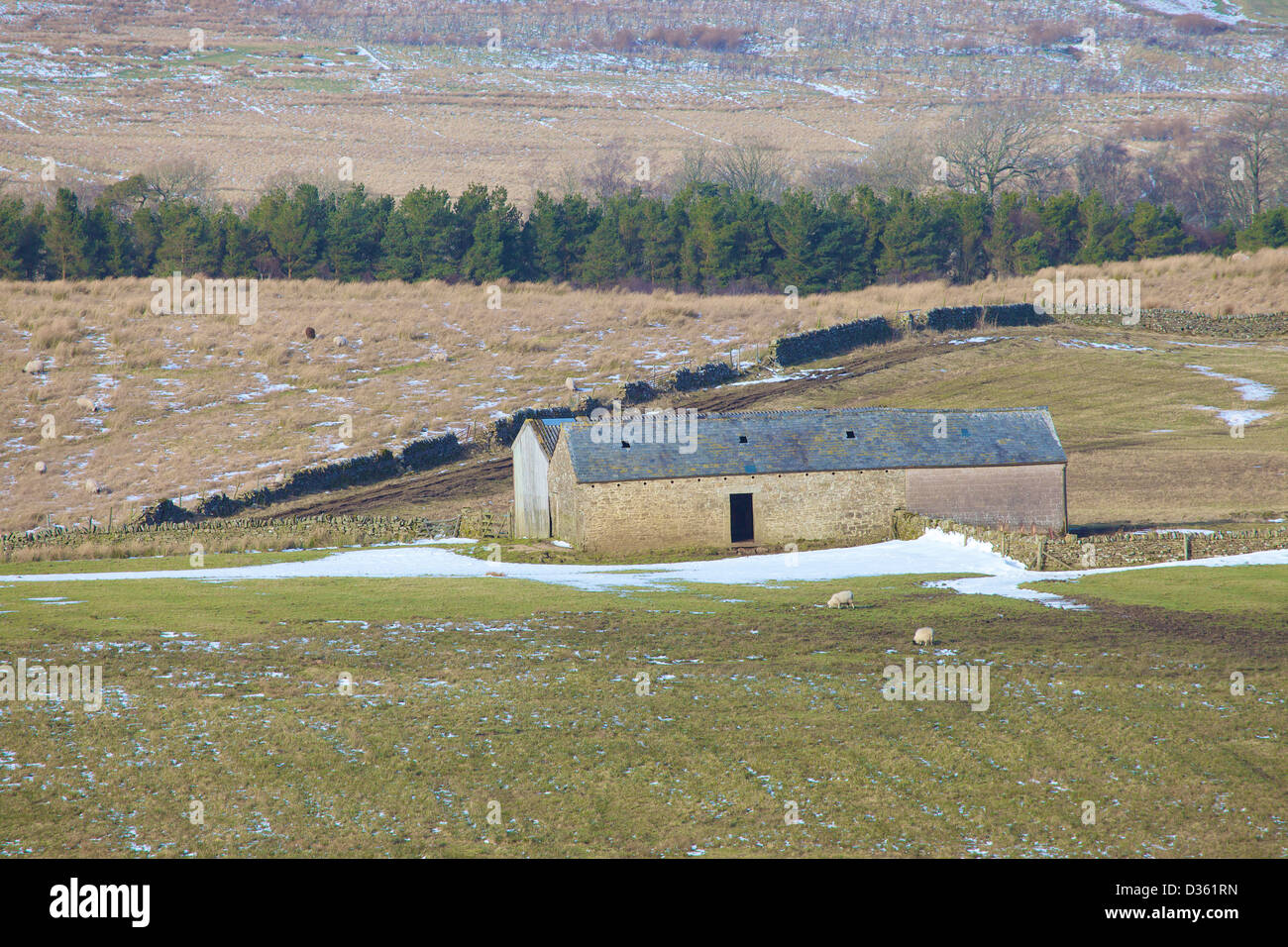 Longside fienile con 2 Pecore e Piantagione dietro Northumbria England Regno Unito Gran Bretagna Foto Stock